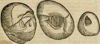 An illustration from Anselmi Boetii de Boodt ... Gemmarvm et lapidvm historia : qua non solum ortus, natura, vis & precium, sed etiam modus quo ex iis olea, salia, tincturae, essentiae, arcana & magisteria arte chymica confici possint, ostenditur : opvs principibvs, medicis, chymicis, physicis, ac liberalioribus ingeniis vtilissimum : cum variis figuris, indiceq. duplici & copioso (1609)