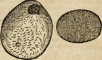 An illustration from Anselmi Boetii de Boodt ... Gemmarvm et lapidvm historia : qua non solum ortus, natura, vis & precium, sed etiam modus quo ex iis olea, salia, tincturae, essentiae, arcana & magisteria arte chymica confici possint, ostenditur : opvs principibvs, medicis, chymicis, physicis, ac liberalioribus ingeniis vtilissimum : cum variis figuris, indiceq. duplici & copioso (1609)