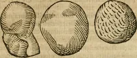 An illustration from Anselmi Boetii de Boodt ... Gemmarvm et lapidvm historia : qua non solum ortus, natura, vis & precium, sed etiam modus quo ex iis olea, salia, tincturae, essentiae, arcana & magisteria arte chymica confici possint, ostenditur : opvs principibvs, medicis, chymicis, physicis, ac liberalioribus ingeniis vtilissimum : cum variis figuris, indiceq. duplici & copioso (1609)