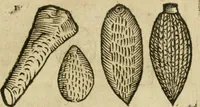 An illustration from Anselmi Boetii de Boodt ... Gemmarvm et lapidvm historia : qua non solum ortus, natura, vis & precium, sed etiam modus quo ex iis olea, salia, tincturae, essentiae, arcana & magisteria arte chymica confici possint, ostenditur : opvs principibvs, medicis, chymicis, physicis, ac liberalioribus ingeniis vtilissimum : cum variis figuris, indiceq. duplici & copioso (1609)