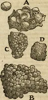 An illustration from Anselmi Boetii de Boodt ... Gemmarvm et lapidvm historia : qua non solum ortus, natura, vis & precium, sed etiam modus quo ex iis olea, salia, tincturae, essentiae, arcana & magisteria arte chymica confici possint, ostenditur : opvs principibvs, medicis, chymicis, physicis, ac liberalioribus ingeniis vtilissimum : cum variis figuris, indiceq. duplici & copioso (1609)
