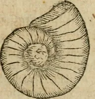 An illustration from Anselmi Boetii de Boodt ... Gemmarvm et lapidvm historia : qua non solum ortus, natura, vis & precium, sed etiam modus quo ex iis olea, salia, tincturae, essentiae, arcana & magisteria arte chymica confici possint, ostenditur : opvs principibvs, medicis, chymicis, physicis, ac liberalioribus ingeniis vtilissimum : cum variis figuris, indiceq. duplici & copioso (1609)
