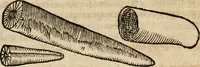 An illustration from Anselmi Boetii de Boodt ... Gemmarvm et lapidvm historia : qua non solum ortus, natura, vis & precium, sed etiam modus quo ex iis olea, salia, tincturae, essentiae, arcana & magisteria arte chymica confici possint, ostenditur : opvs principibvs, medicis, chymicis, physicis, ac liberalioribus ingeniis vtilissimum : cum variis figuris, indiceq. duplici & copioso (1609)