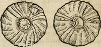 An illustration from Anselmi Boetii de Boodt ... Gemmarvm et lapidvm historia : qua non solum ortus, natura, vis & precium, sed etiam modus quo ex iis olea, salia, tincturae, essentiae, arcana & magisteria arte chymica confici possint, ostenditur : opvs principibvs, medicis, chymicis, physicis, ac liberalioribus ingeniis vtilissimum : cum variis figuris, indiceq. duplici & copioso (1609)