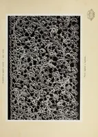 An illustration from Antiche trine italiane : trine ad ago (1908)