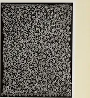 An illustration from Antiche trine italiane : trine ad ago (1908)