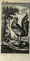 Picture 9 of 22 from Antigrapheus, sive, Conscientia hominis : coram Serenissimo Maximiliano Electore Bavaro (1655), leaf 140