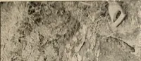 Picture 32 of 130 from The Antiquarian [serial] (1897), leaf 126
