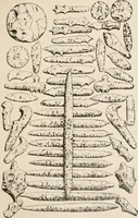 Picture 41 of 130 from The Antiquarian [serial] (1897), leaf 152