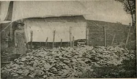Picture 49 of 130 from The Antiquarian [serial] (1897), leaf 165