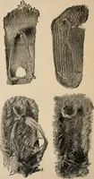 Picture 52 of 130 from The Antiquarian [serial] (1897), leaf 179