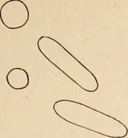 An illustration from The Antiquarian [serial] (1897)