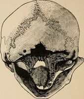 An illustration from The Antiquarian [serial] (1897)