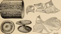 Picture 64 of 130 from The Antiquarian [serial] (1897), leaf 192