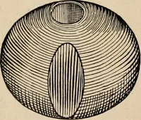 An illustration from The Antiquarian [serial] (1897)