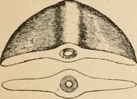 An illustration from The Antiquarian [serial] (1897)