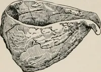 Picture 77 of 130 from The Antiquarian [serial] (1897), leaf 223