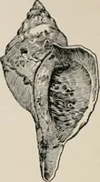 An illustration from The Antiquarian [serial] (1897)