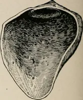 An illustration from The Antiquarian [serial] (1897)