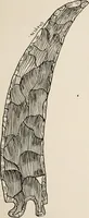 An illustration from The Antiquarian [serial] (1897)