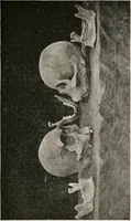 Picture 125 of 130 from The Antiquarian [serial] (1897), leaf 322