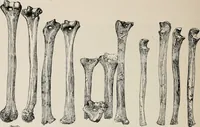 Picture 126 of 130 from The Antiquarian [serial] (1897), leaf 323