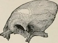 An illustration from The Antiquarian [serial] (1897)