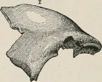 Picture 129 of 130 from The Antiquarian [serial] (1897), leaf 325