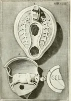 Picture 160 of 195 from Antiquitatis reliquiae a marchione Jacobo Musellio collectae, tabulis incisae et brevisibus explicationibus illustratae (1756), leaf 372
