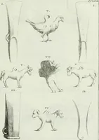Picture 126 of 172 from Recueil d'antiquités egyptiennes, etrusques, grecques et romaines (1756), leaf 632