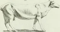An illustration from Recueil d'antiquités egyptiennes, etrusques, grecques et romaines (1756)
