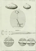 Picture 132 of 175 from Recueil d'antiquités egyptiennes, etrusques, grecques et romaines (1756), leaf 680