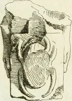 An illustration from Recueil d'antiquités egyptiennes, etrusques, grecques et romaines (1756)