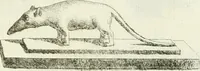 An illustration from Recueil d'antiquités egyptiennes, etrusques, grecques et romaines (1756)
