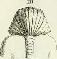 Picture 54 of 217 from Recueil d'antiquités egyptiennes, etrusques, grecques et romaines (1756), leaf 416