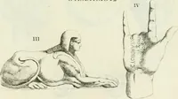 Picture 120 of 217 from Recueil d'antiquités egyptiennes, etrusques, grecques et romaines (1756), leaf 488