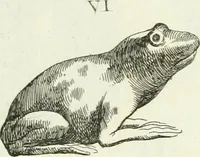 An illustration from Recueil d'antiquités egyptiennes, etrusques, grecques et romaines (1756)