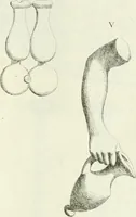 An illustration from Recueil d'antiquités egyptiennes, etrusques, grecques et romaines (1756)