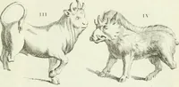 An illustration from Recueil d'antiquités egyptiennes, etrusques, grecques et romaines (1756)