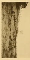 An illustration from The antiquities of Manabi, Ecuador; final report (1910)