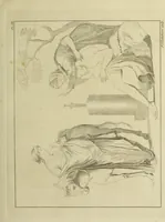 An illustration from The antiquities of Herculaneum (1773)