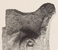 An illustration from The antiquities of Manabi, Ecuador; a preliminary report (1907)
