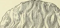 An illustration from Antiquités de la Russie méridionale (1891)