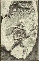 An illustration from Antiquités de la Russie méridionale (1891)