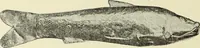 An illustration from Antiquités de la Russie méridionale (1891)