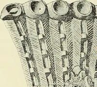An illustration from Antiquités de la Russie méridionale (1891)