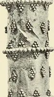 Picture 382 of 430 from Antiquités de la Russie méridionale (1891), leaf 480