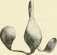 An illustration from Antiquités de la Russie méridionale (1891)