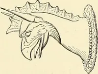 An illustration from Antiquités de la Russie méridionale (1891)