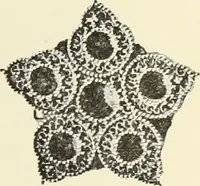 An illustration from Antiquités de la Russie méridionale (1891)